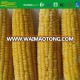 Grade A IQF sweet corn on sale