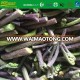 wild organic fiddlehead green vegetables healthy food