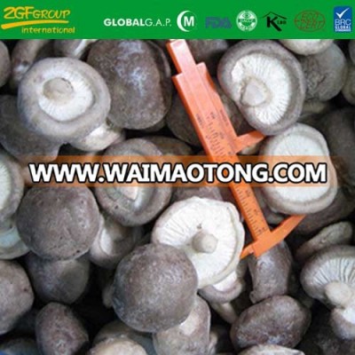2018high quality wholesale frozen champignon mushroom BRC KOSHER ISO supplier