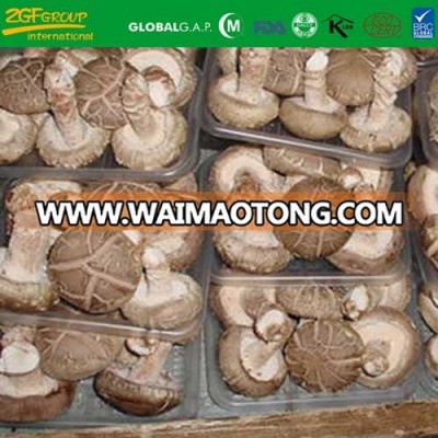 New Crop Fresh Needle Mushroom