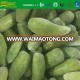 IQF frozen jalapeno green hot peppers