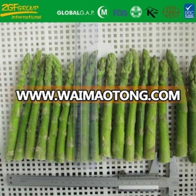 L7cm DIA5-8mm picnic green asparagus IQFL15cm DIA10-16MM whole green asparagus spears