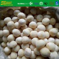 IQF Frozen taro