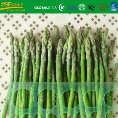 L15cm DIA10-16MM whole frozen green asparagus spears